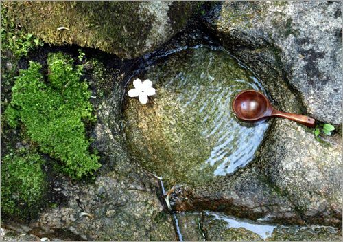 꼬리벼리 이미지