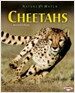 Cheetahs (Revised, Library Binding)