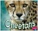 Cheetahs (School & Library Binding)