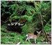 Daishi Dance - the ジブリ(ghibli) set (더 지브리 셋)