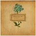 Corrinne May - Beautiful Seed